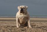 BOULEDOGUE AMERICAIN 154